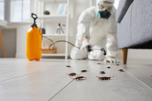 Post-Treatment Bed Bug Interceptor Monitoring in Old Fig Garden